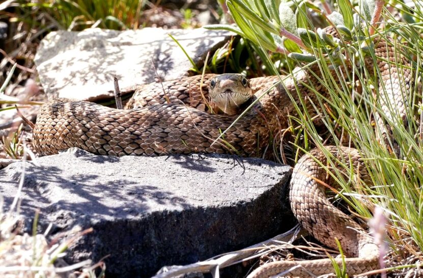 Cottonmouth