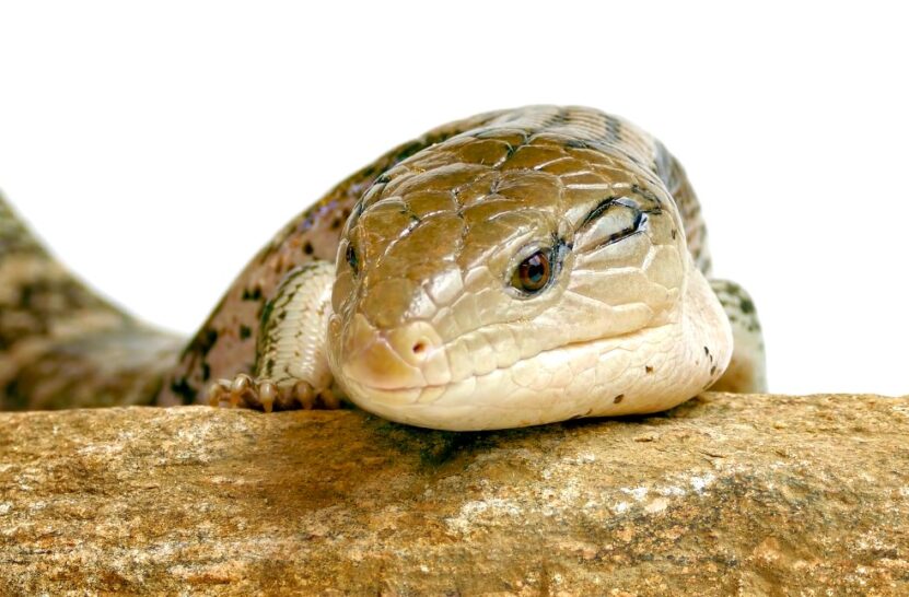 Eastern Hognose Snake