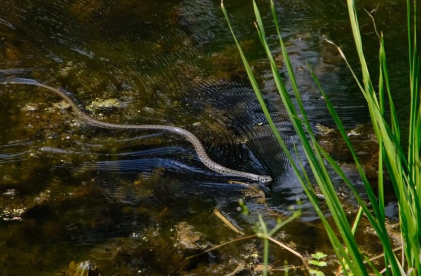 Northern Water Snake