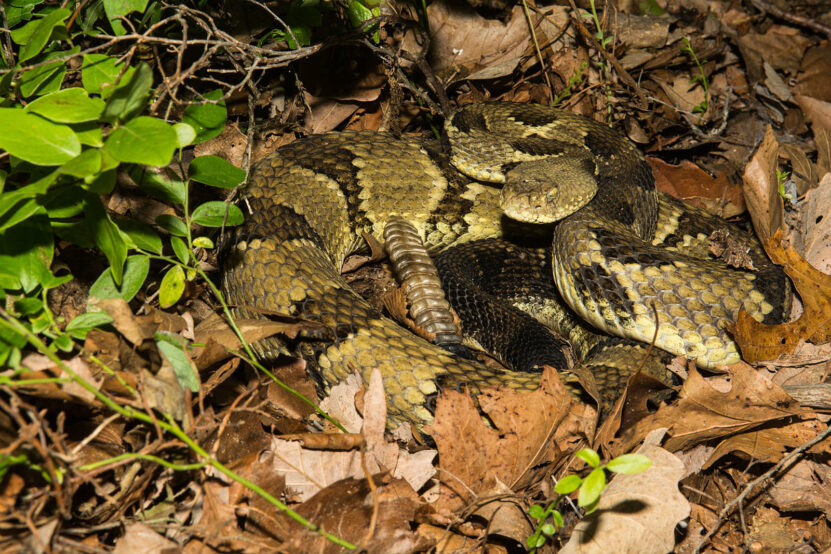 Poisonous Snakes in Minnesota