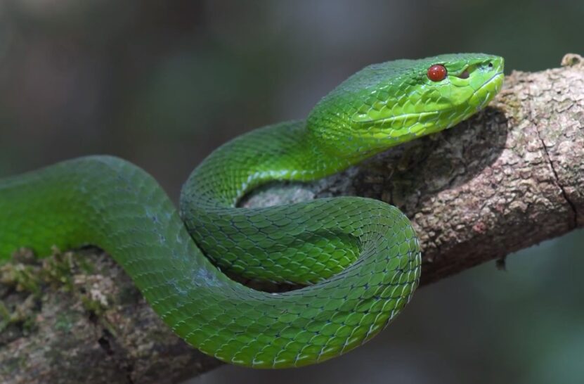 Smooth Green Snake