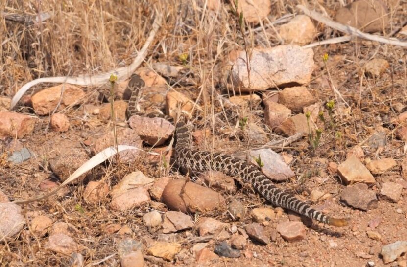 Timber Rattlesnake