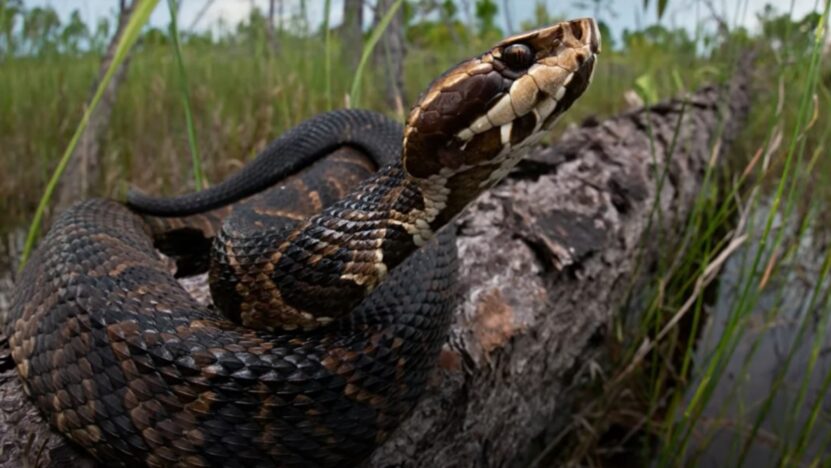 rattlesnake