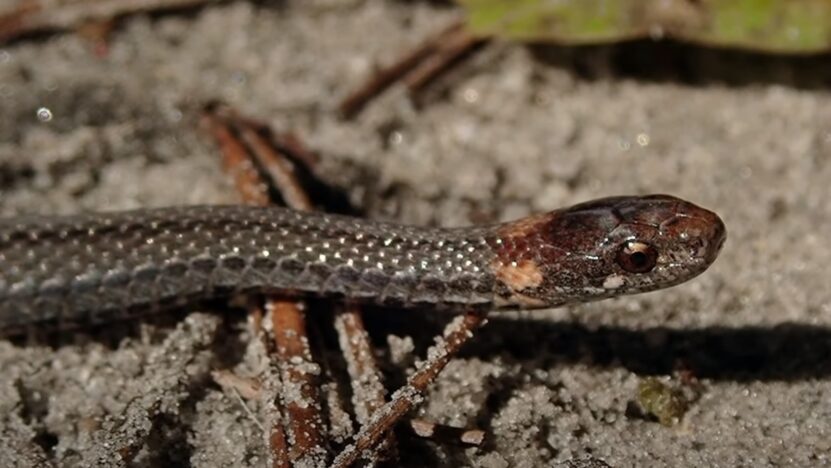 redbelly snake