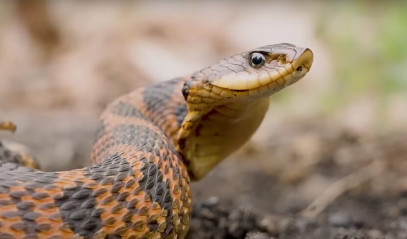 Eastern Hognose Snake