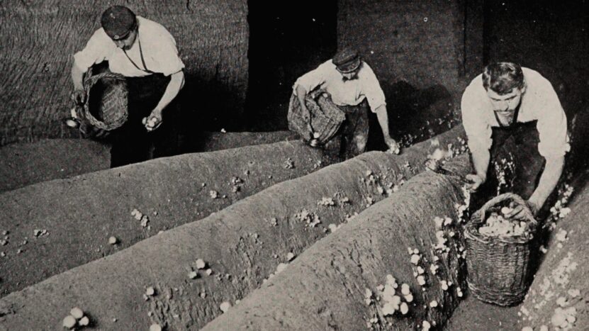 Mushroom Cultivation in 1900s
