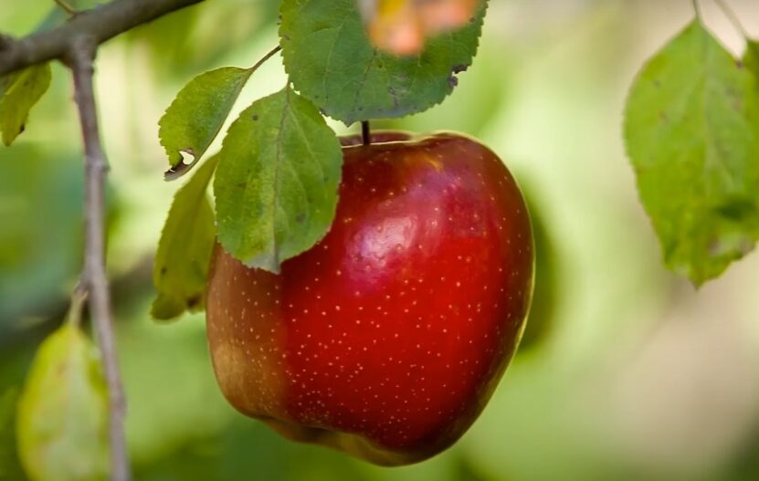 Honeycrisp Apples